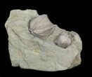 Blastoid (Pentremites) Fossils - Illinois #42828-2